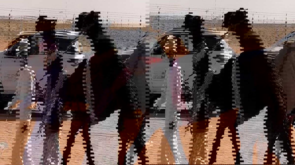 "المنتلّة" تتسبب بأكبر خلاف بين عشاق الإبل في السعودية.. تعرف عليها