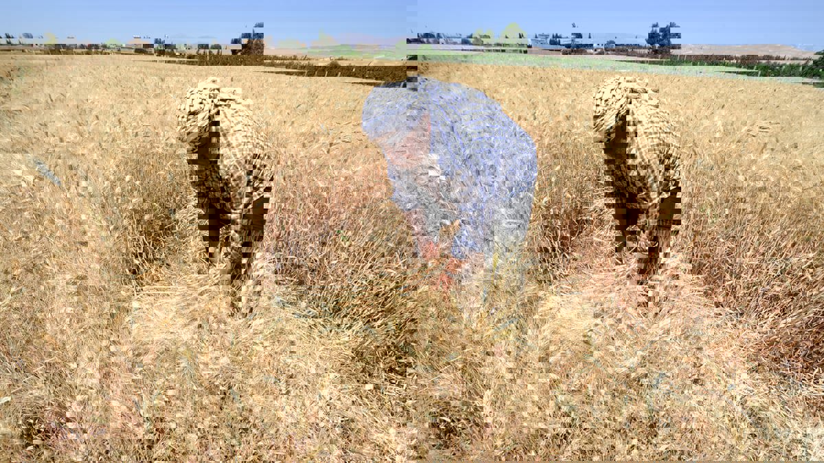 تسعيرة القمح بين "الإدارة الذاتية" والحكومة تزيد معاناة المزارع السوري