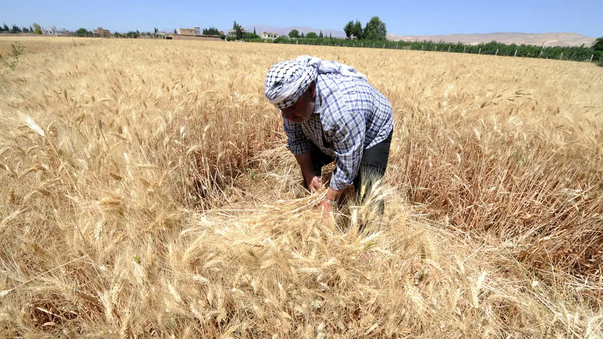 تسعيرة القمح بين "الإدارة الذاتية" والحكومة تزيد معاناة المزارع السوري