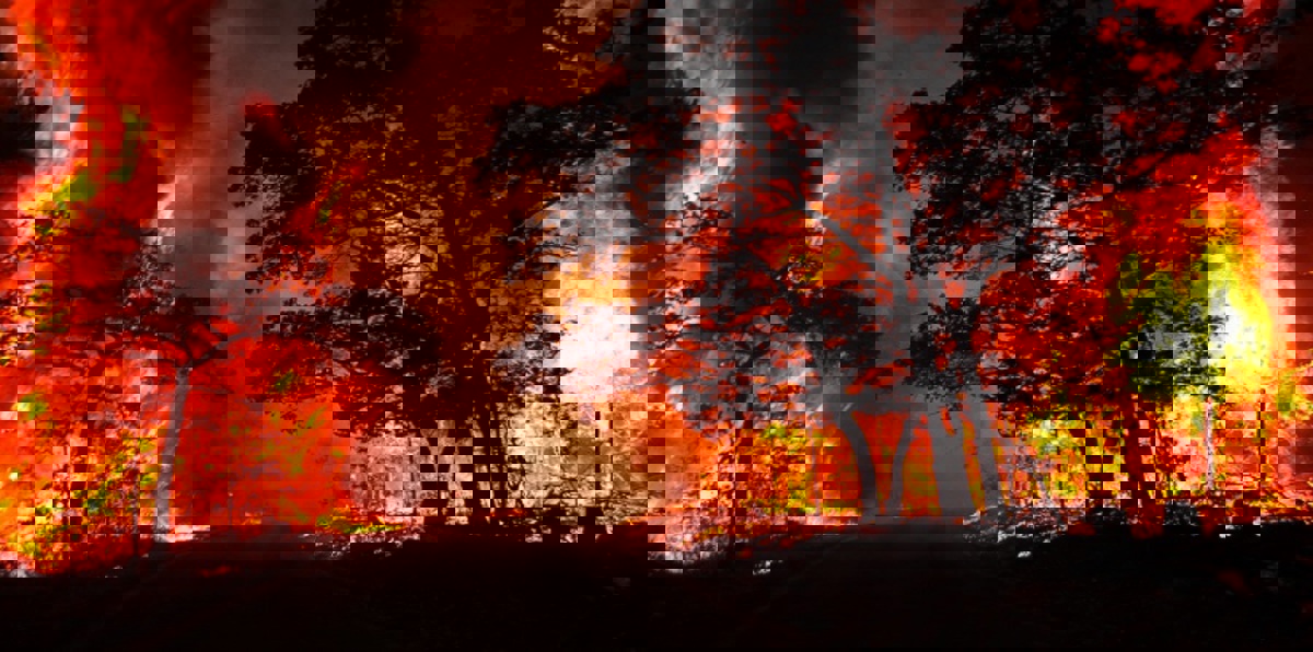 حرائق كاليفورنيا تشرد أكثر من 400 حيوان