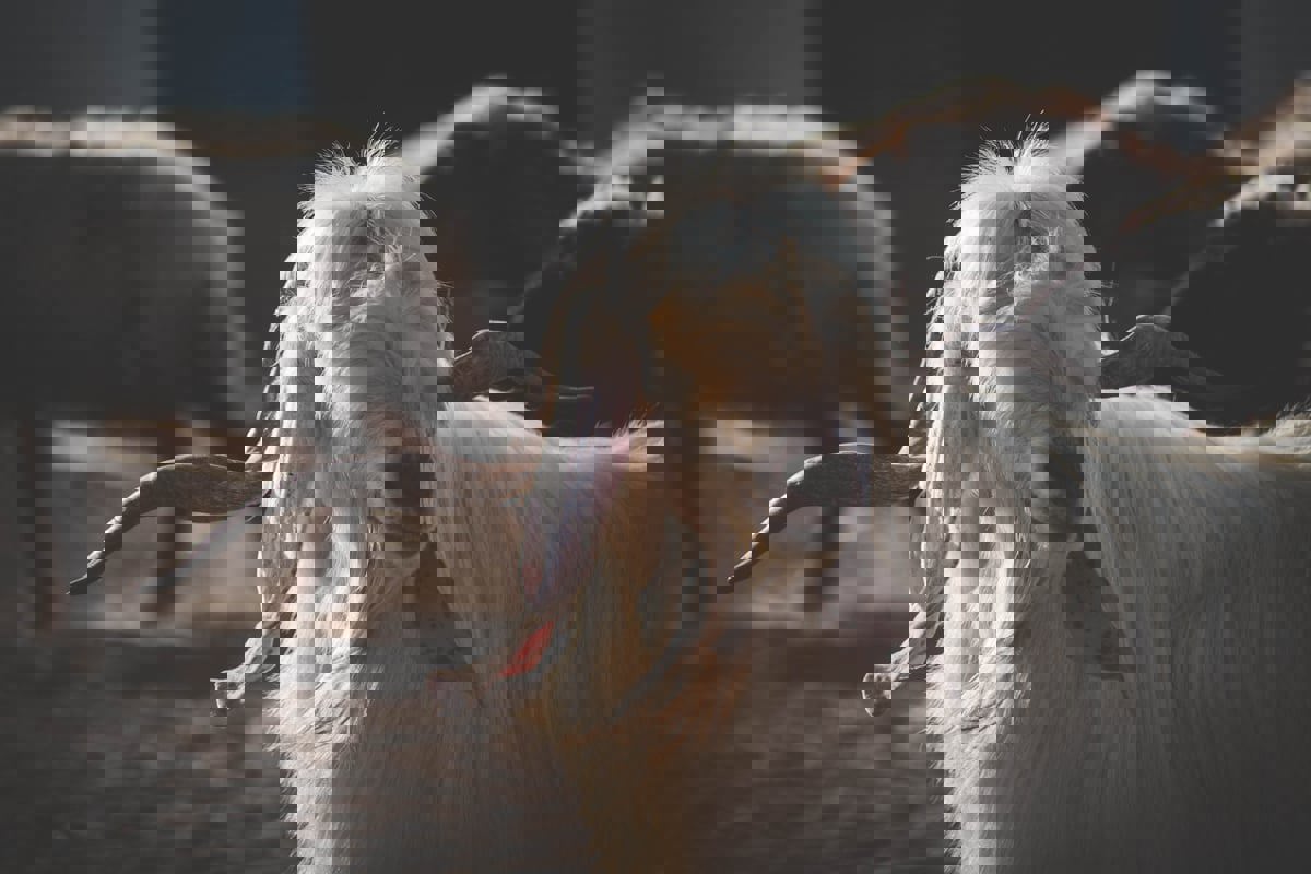 السوريون يستبدلون أضاحي العيد بالأكلات الشعبية "الدايت"