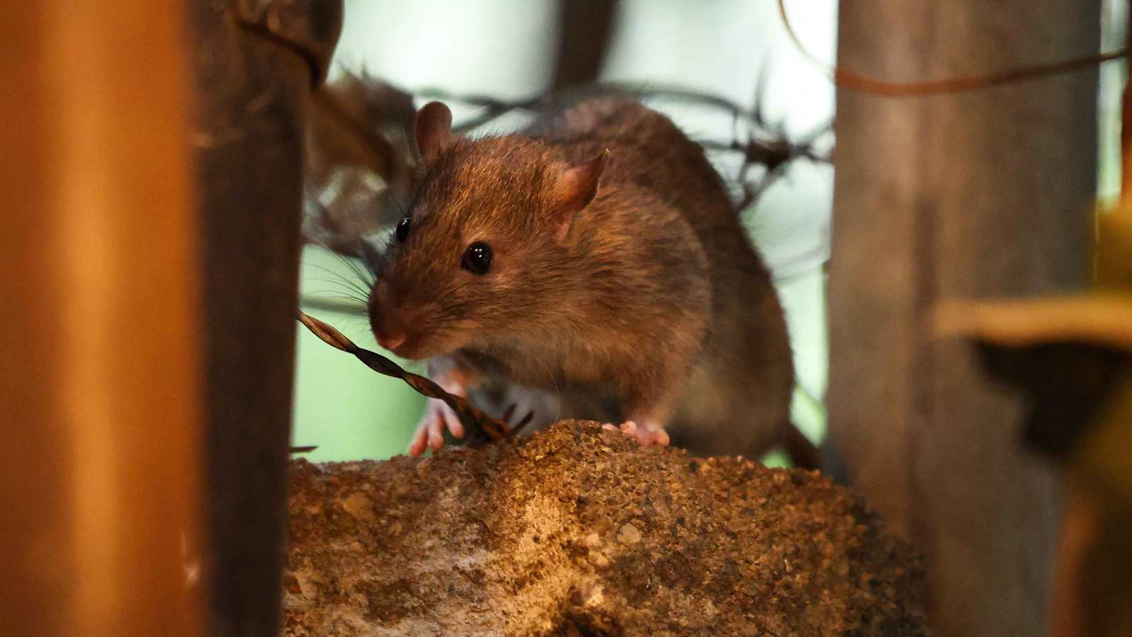 أمريكا تعلن "الحرب الشاملة" على الجرذان في نيويورك