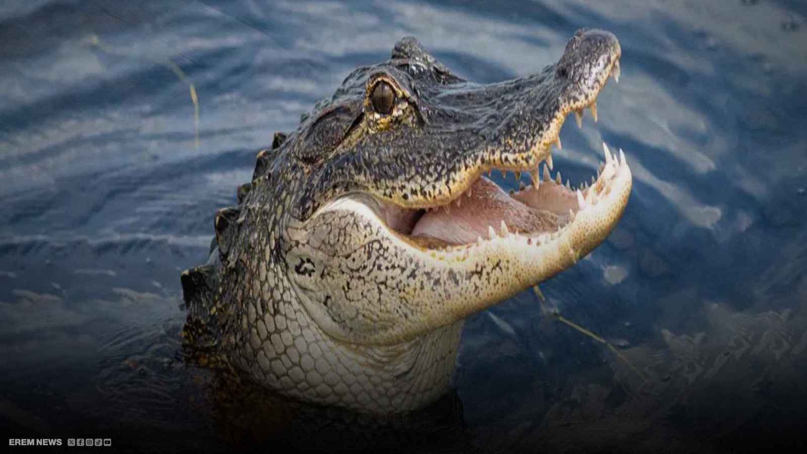 بسبب كرة قدم.. تمساح بطول 13 قدماً يلتهم طفلاً في إندونيسيا