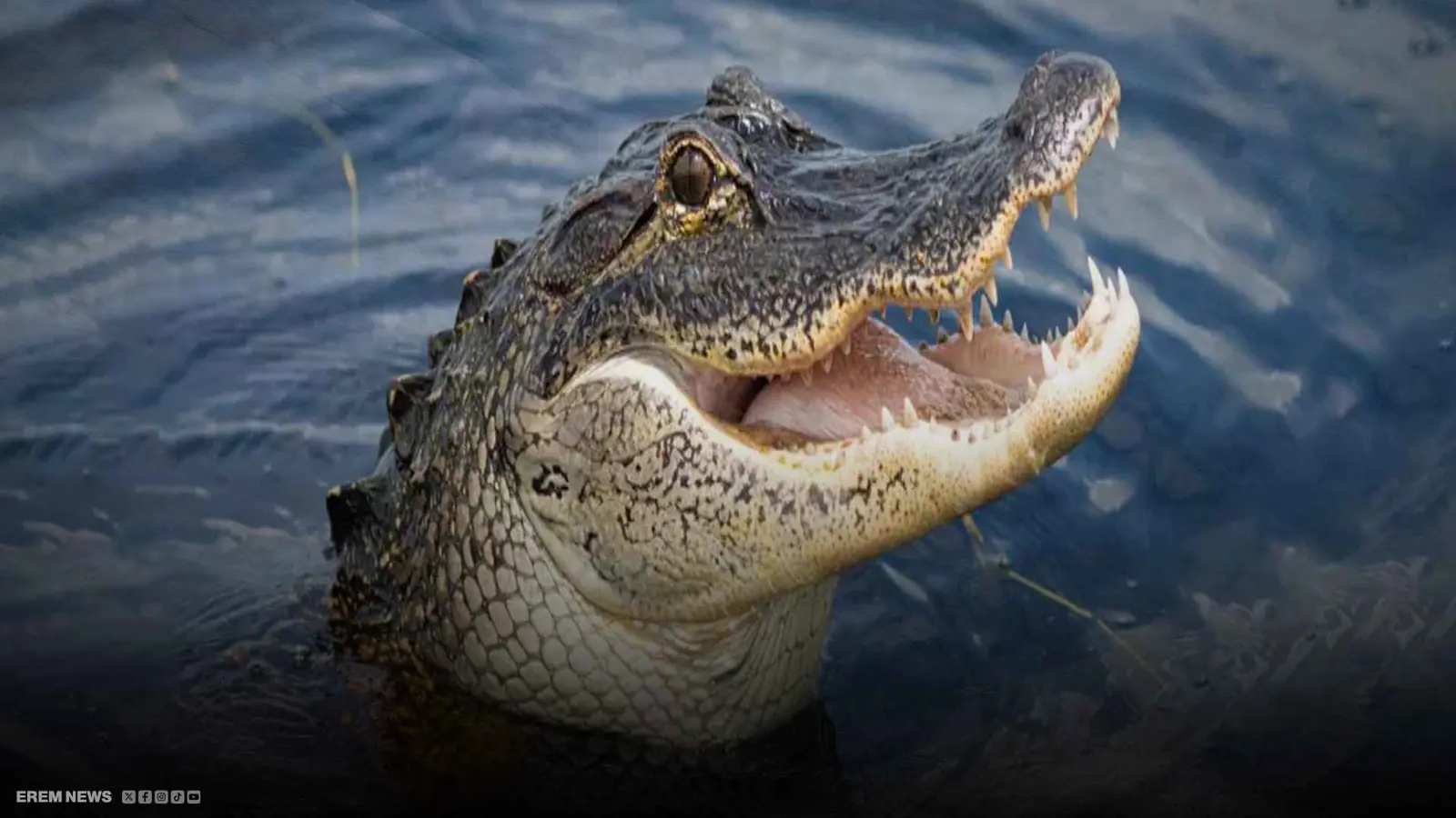 بسبب كرة قدم.. تمساح بطول 13 قدماً يلتهم طفلاً في إندونيسيا