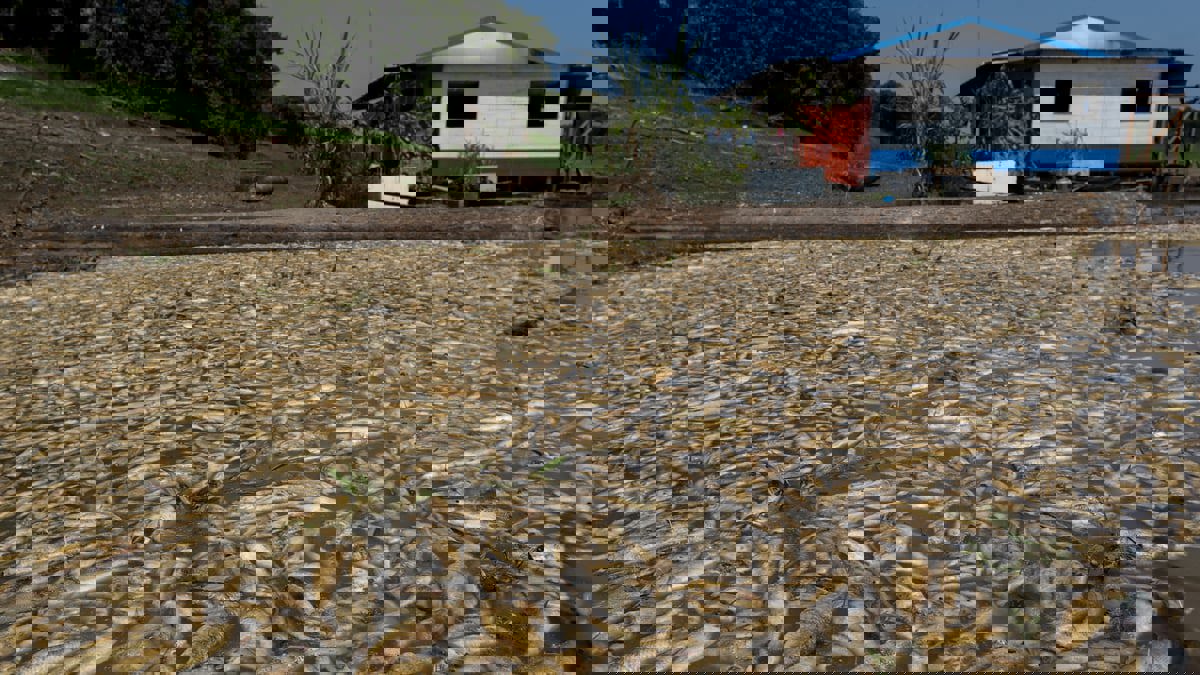 الجفاف في الأمازون يقضي على 10% من الدلافين 