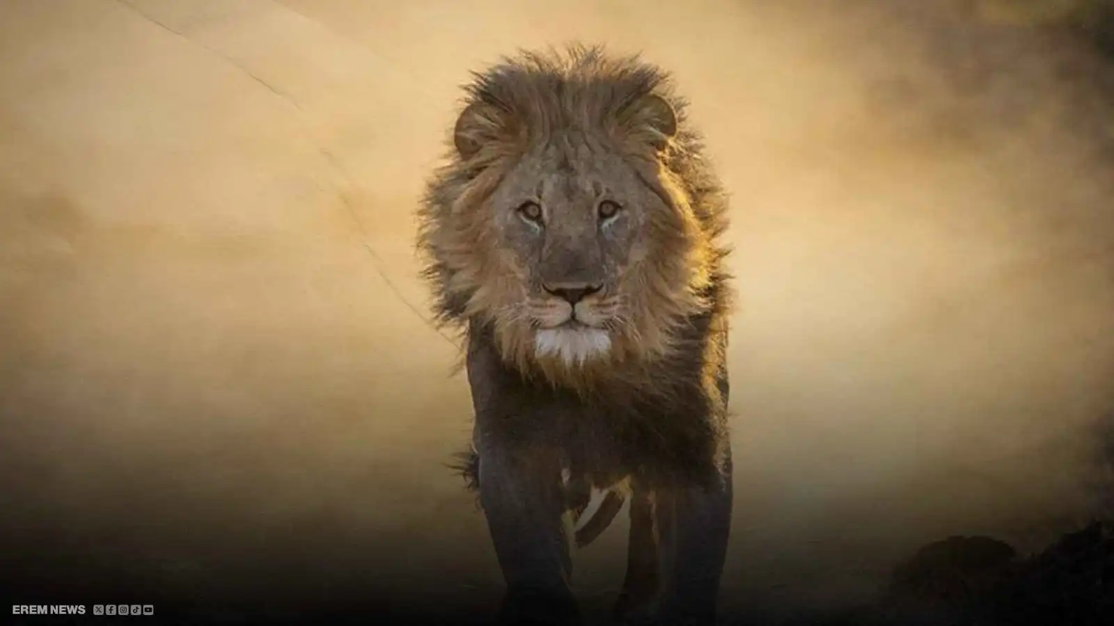 أسد هارب يثير الرعب ويفترس خروفا أمام المارة في بغداد