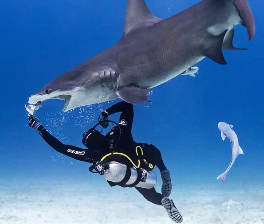 سمكة قرش تطعم في الماء 