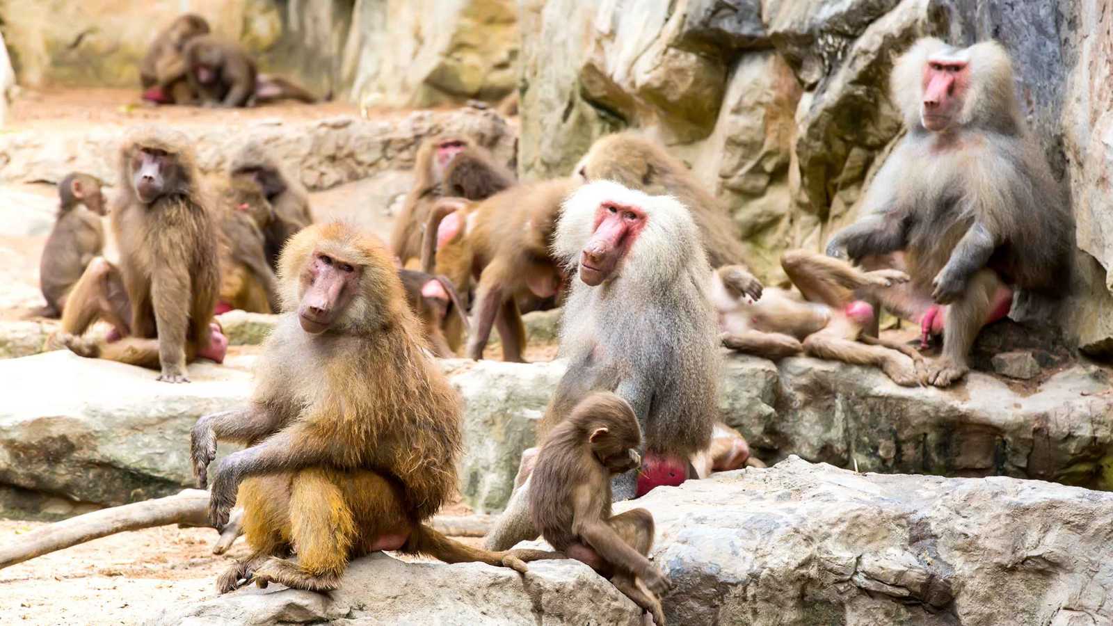 غضب في ألمانيا بعد قتل 12 قرد بابون سليماً لسبب "صادم"