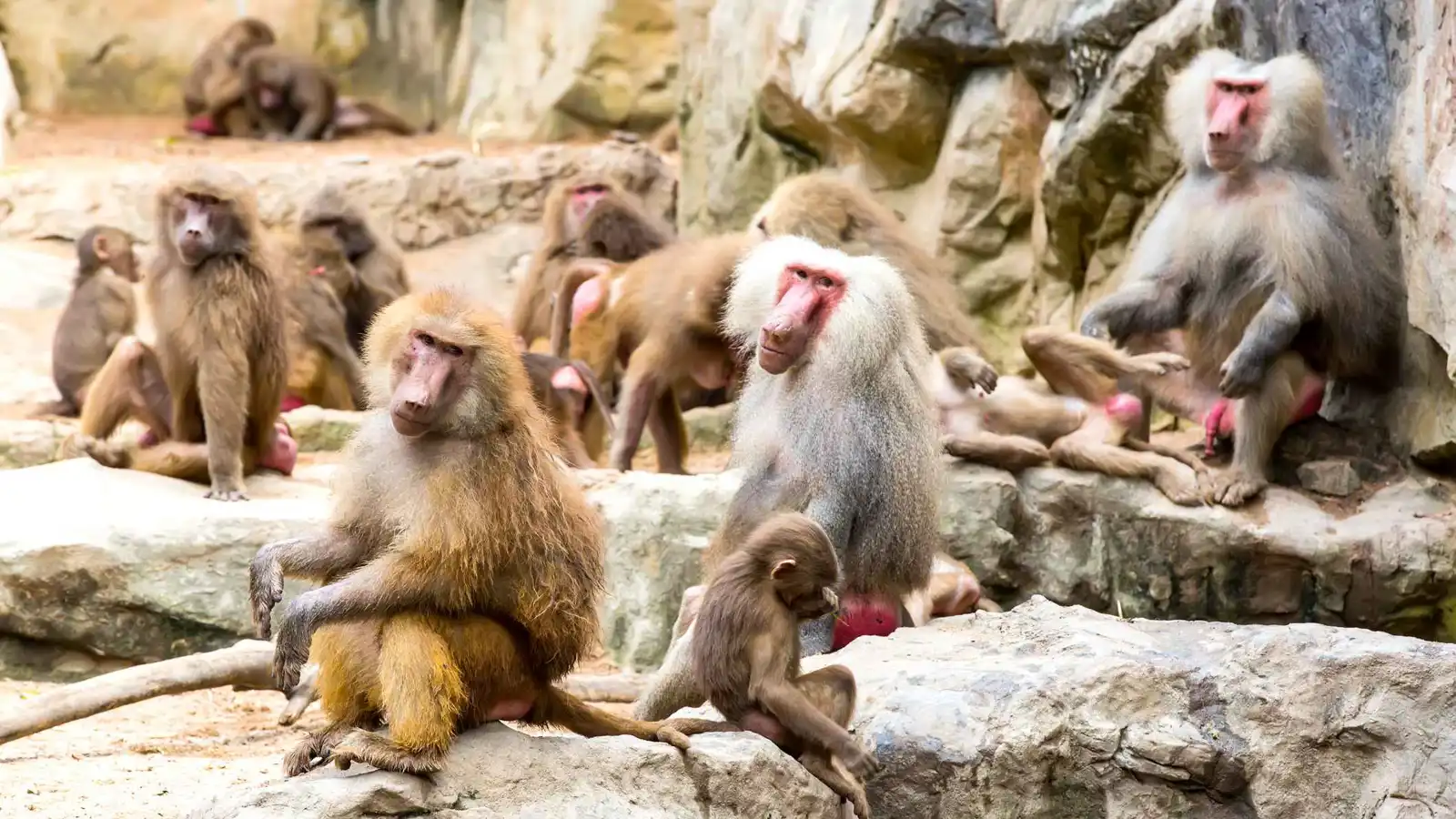 غضب في ألمانيا بعد قتل 12 قرد بابون سليماً لسبب "صادم"