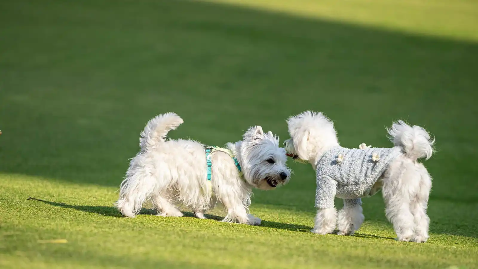 فيديو طريف.. كلبان يستخدمان بوق السيارة لجذب الانتباه