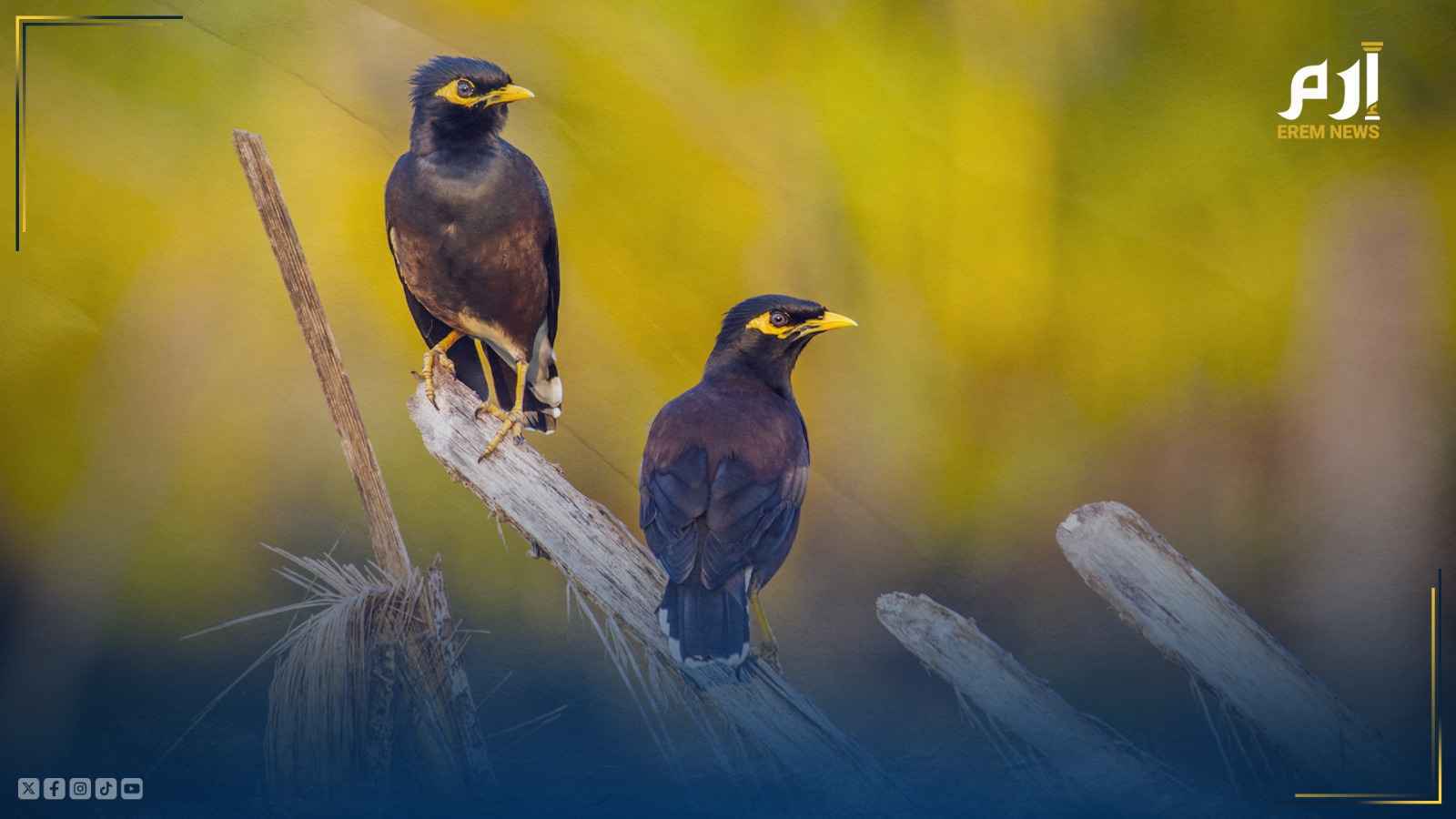 سفاح وأخبث طائر.. ممثل خطير والمطلوب رقم واحد عالميا