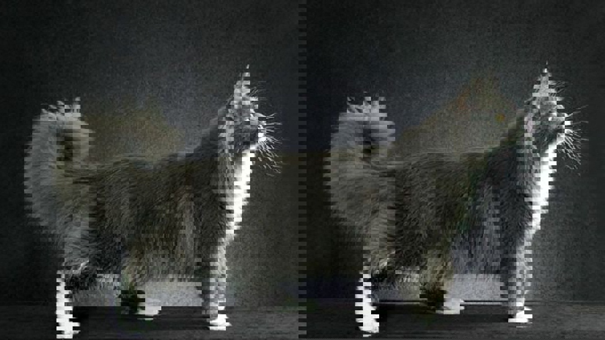 كلف آلاف الدولارات.. نزاع قضائي في لندن بسبب "هر"