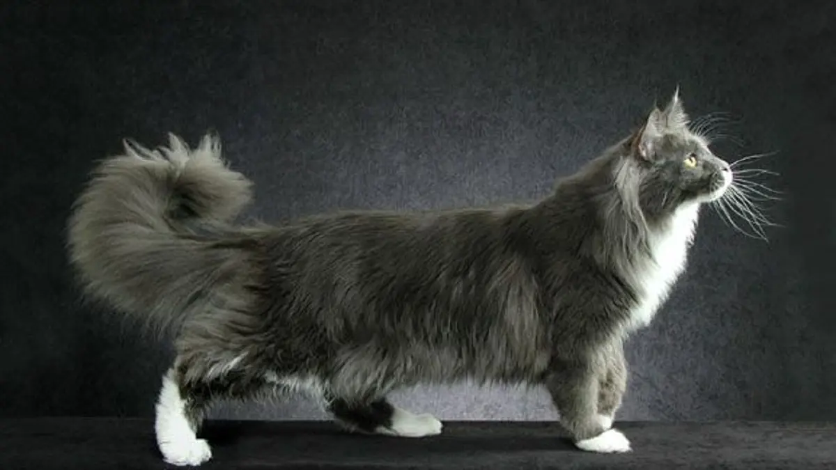 كلف آلاف الدولارات.. نزاع قضائي في لندن بسبب "هر"