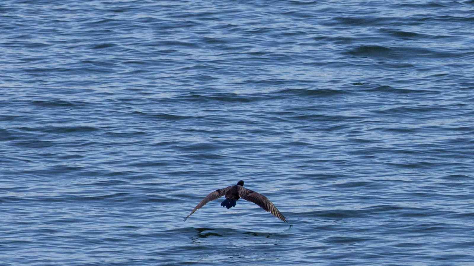 حقيقية أم AI؟ معركة بين طائر وثعبان تشعل مواقع التواصل