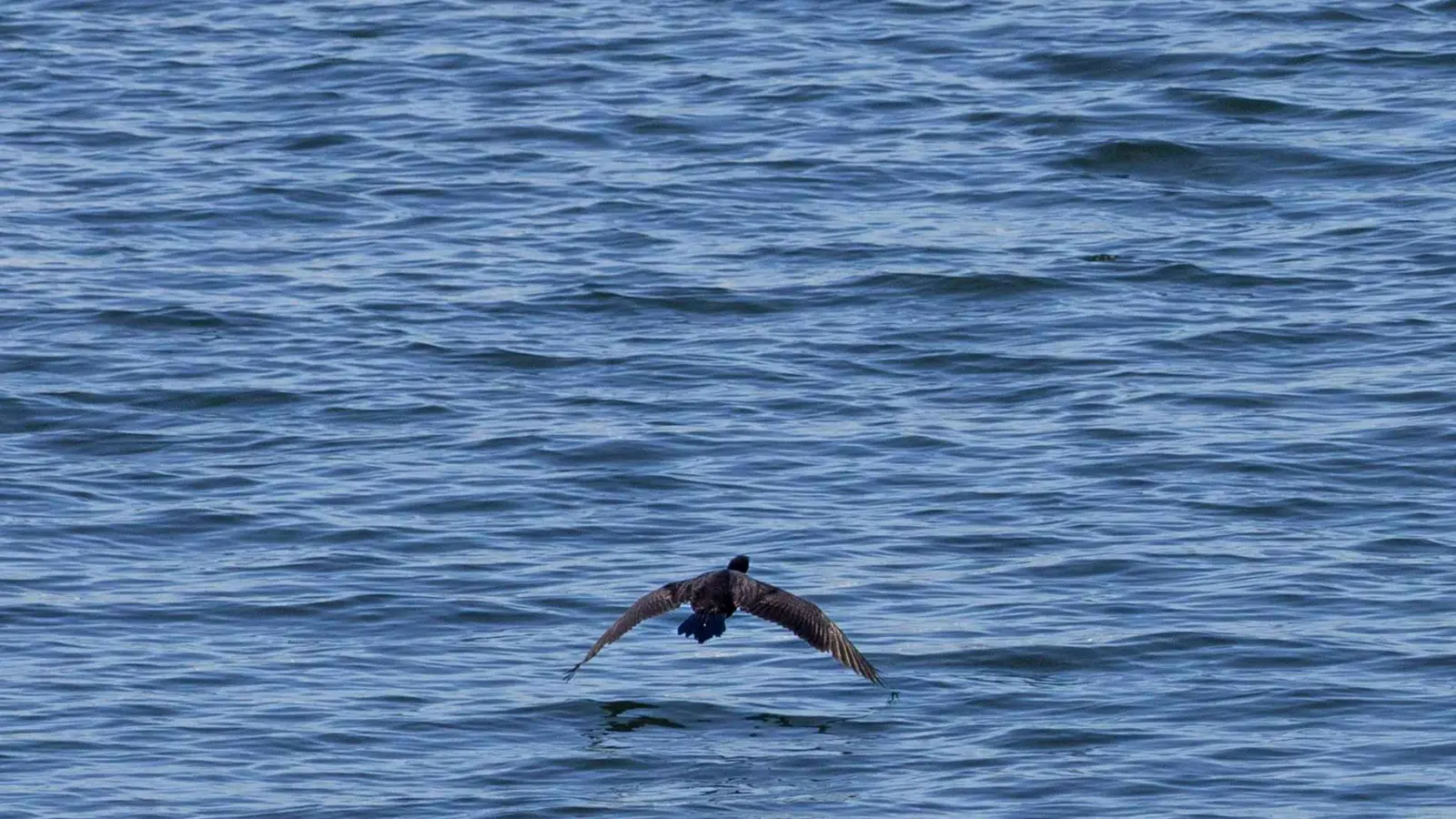 حقيقية أم AI؟ معركة بين طائر وثعبان تشعل مواقع التواصل