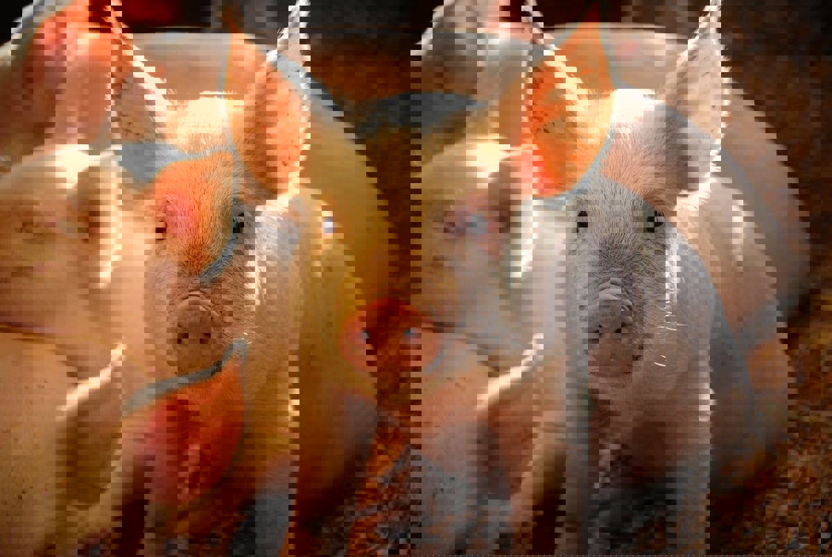 لأول مرة في التاريخ.. زراعة كلية خنزير لمريض حيّ (صور)