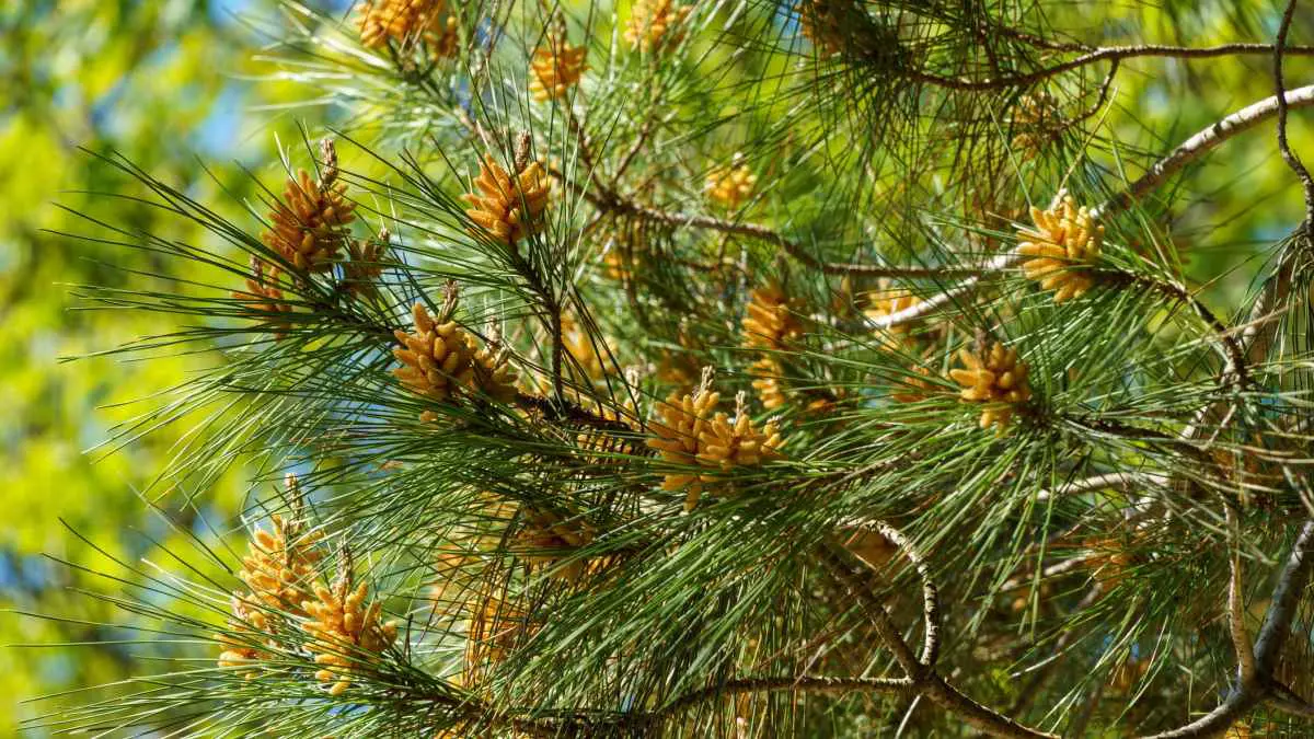 "نكهات برية".. أوراق الأشجار وزهورها تدخل عالم الطهي