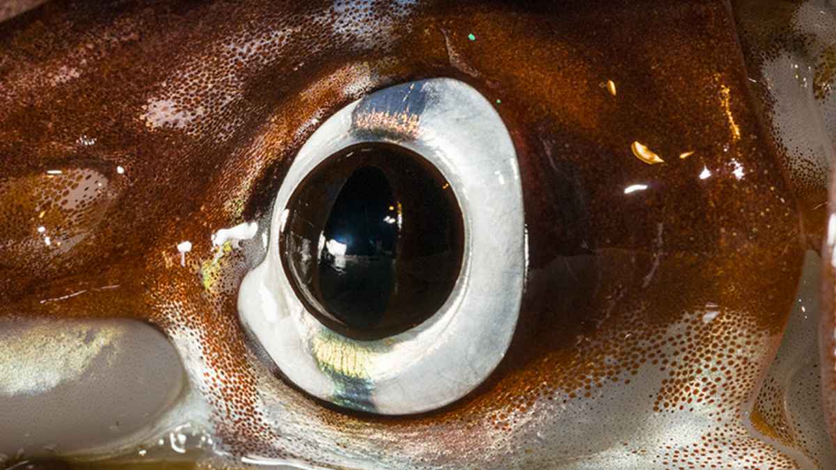 اكتشاف كائن بحري بثلاث عيون يعود لـ 500 مليون سنة