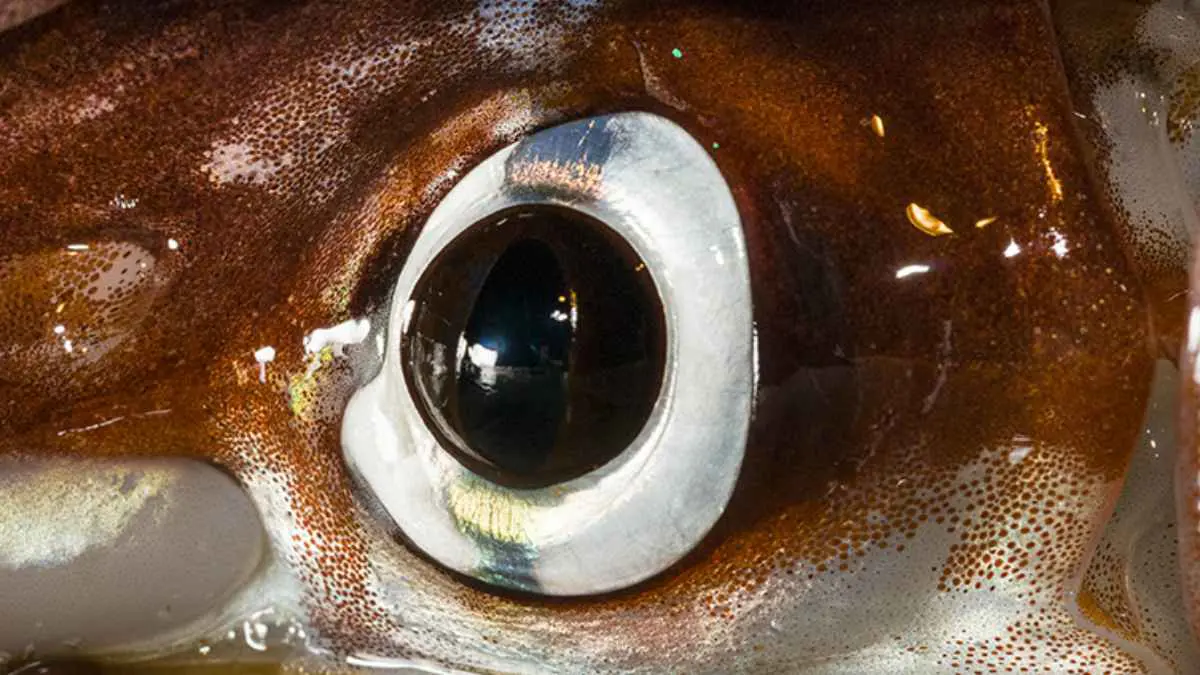 اكتشاف كائن بحري بثلاث عيون يعود لـ 500 مليون سنة