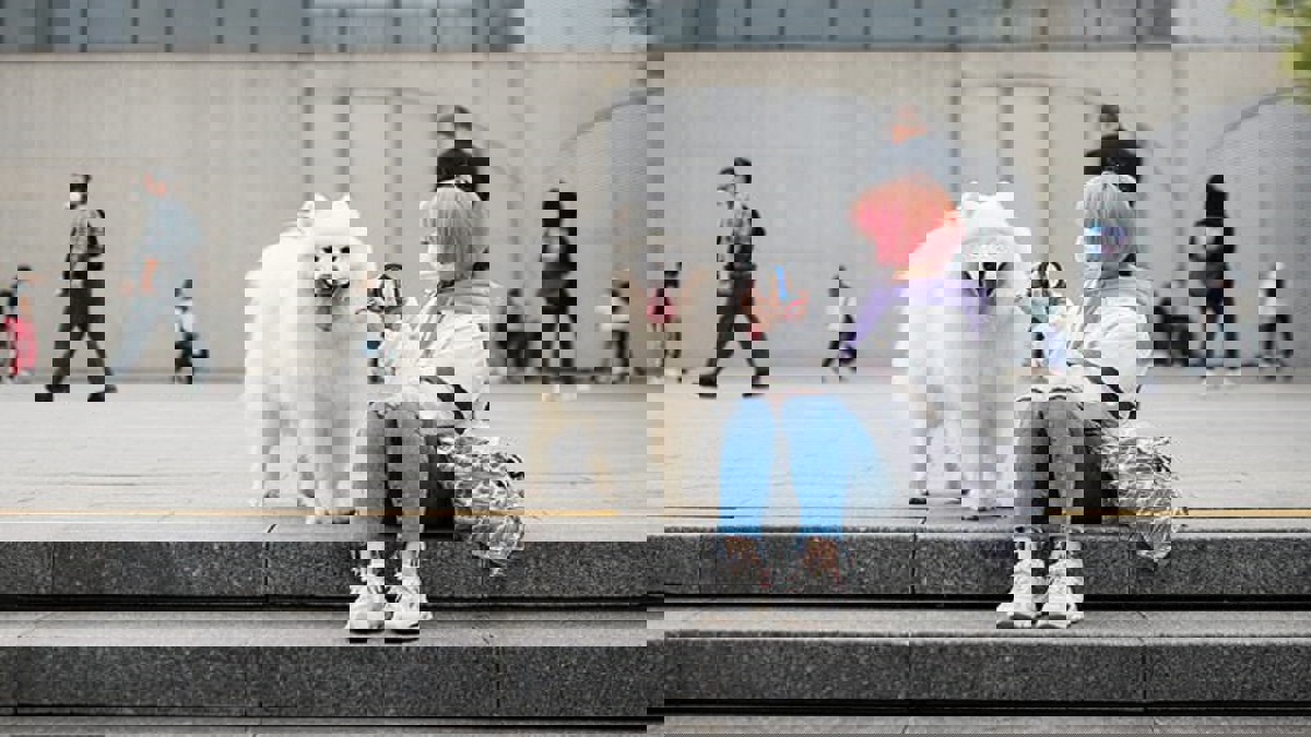 قد يمنع ذبحها وأكلها.. الصين تقر قانونًا يعتبر الكلاب "حيوانات مدللة"