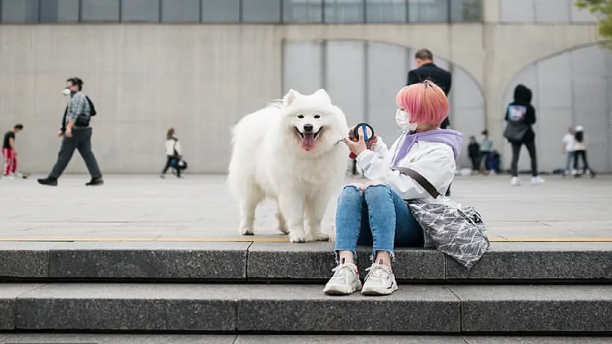 قد يمنع ذبحها وأكلها.. الصين تقر قانونًا يعتبر الكلاب "حيوانات مدللة"