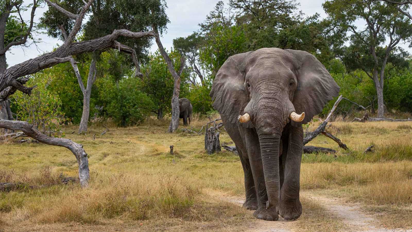 فيل صغير يغازل مربيته.. ويُصرّ على "حضن دافئ" (فيديو)