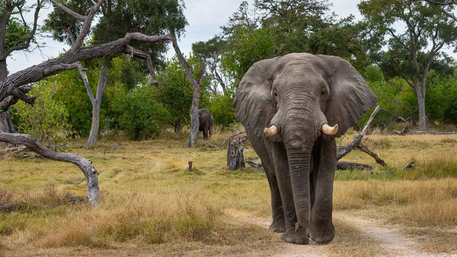 فيل صغير يغازل مربيته.. ويُصرّ على "حضن دافئ" (فيديو)