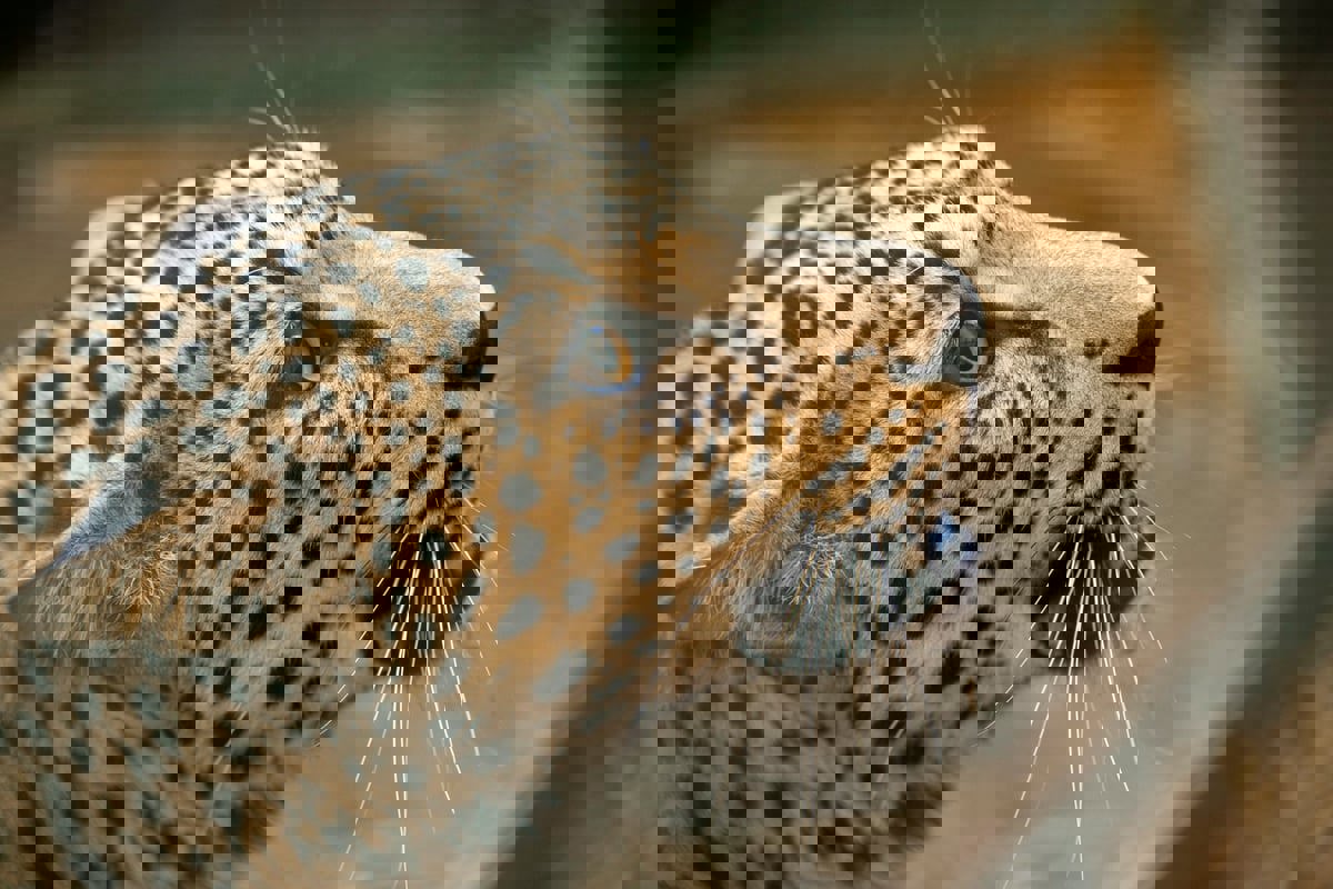 "النمر العربي" النادر يحظى باحتفال خاص في السعودية (فيديو وصور)