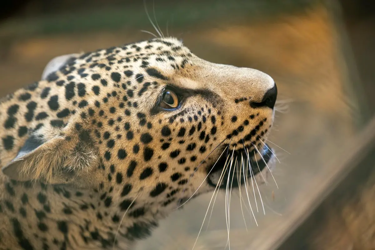 "النمر العربي" النادر يحظى باحتفال خاص في السعودية (فيديو وصور)
