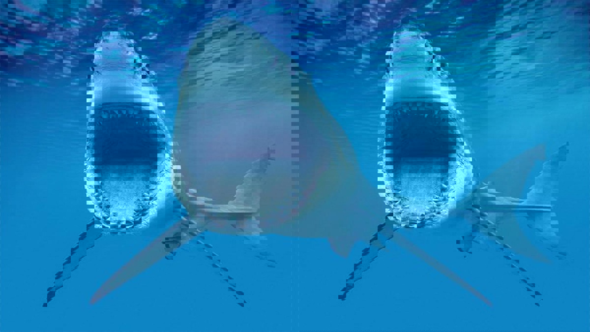 بقايا بشرية وساعة جيب داخل سمكة قرش في جزيرة لاريونيون الفرنسية