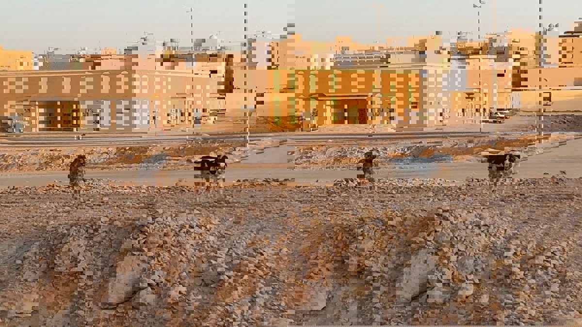 السعودية.. كلاب ضالة تهاجم طفلًا وتلحق به إصابات أمام منزله بالأحساء 