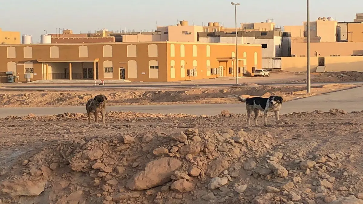 السعودية.. كلاب ضالة تهاجم طفلًا وتلحق به إصابات أمام منزله بالأحساء 