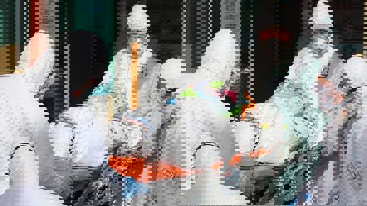 هولندا تسجل 30 حالة وفاة و534 إصابة جديدة بفيروس كورونا