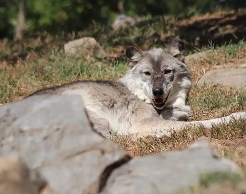ذئب في حديقة الحيوان