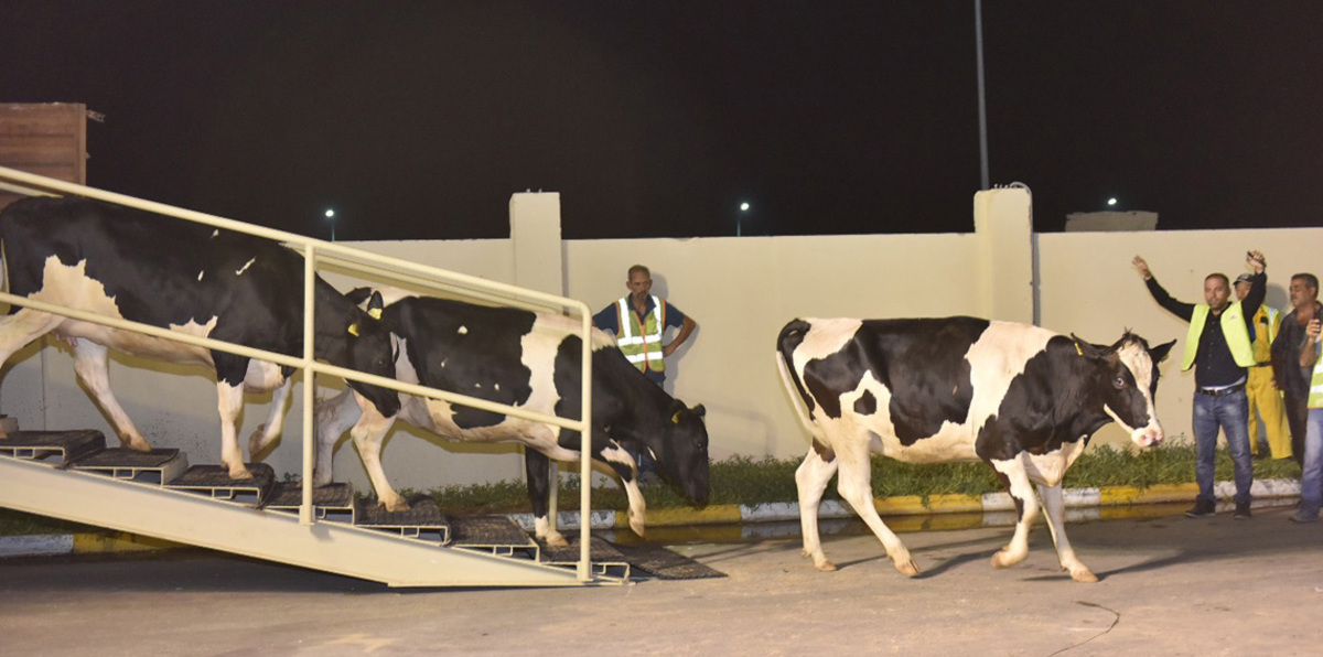 بالفيديو.. استقبال شعبي حافل للأبقار في قطر
