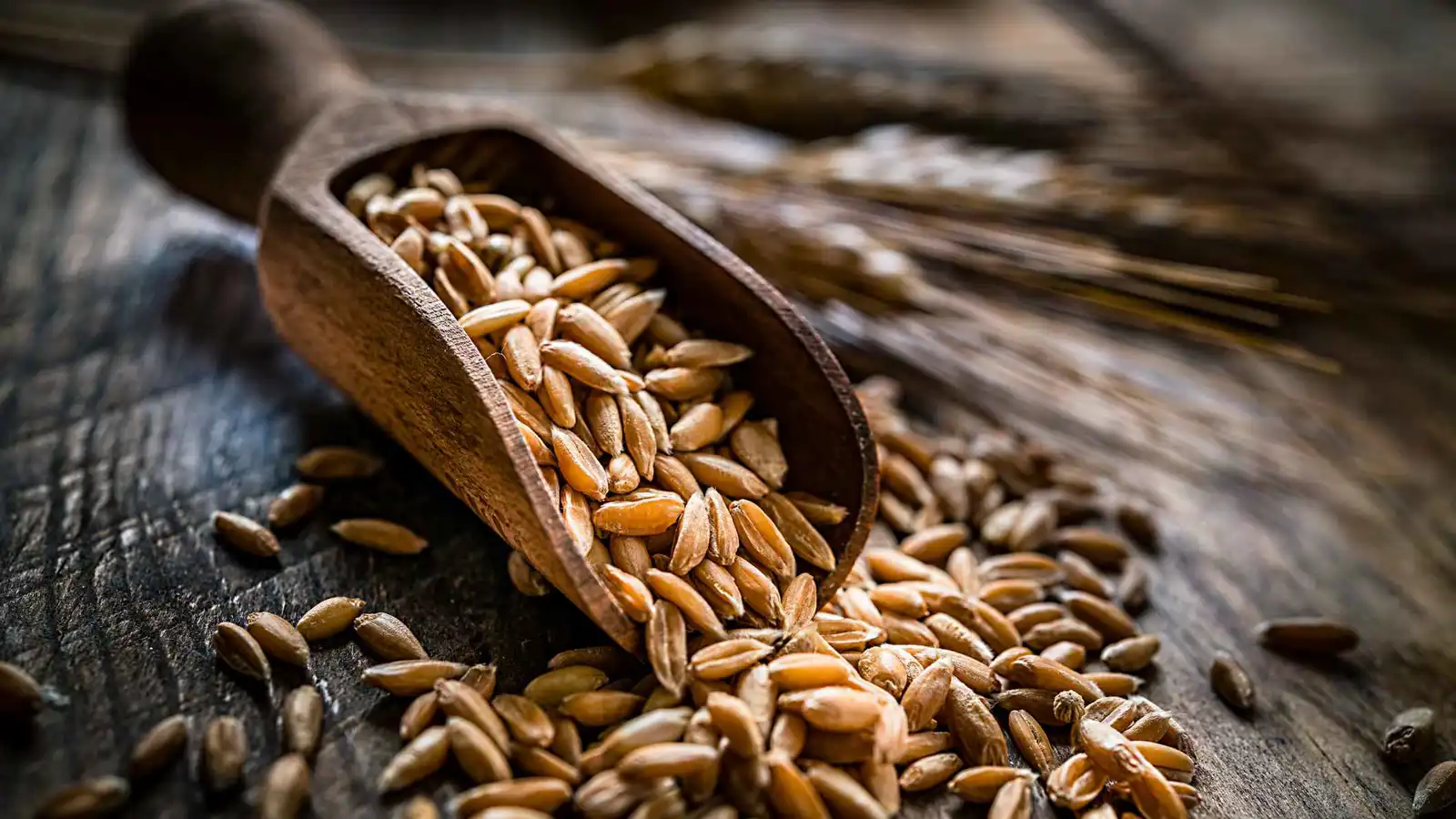 "الفارو".. حبوب "قديمة" تتفوق على الشوفان