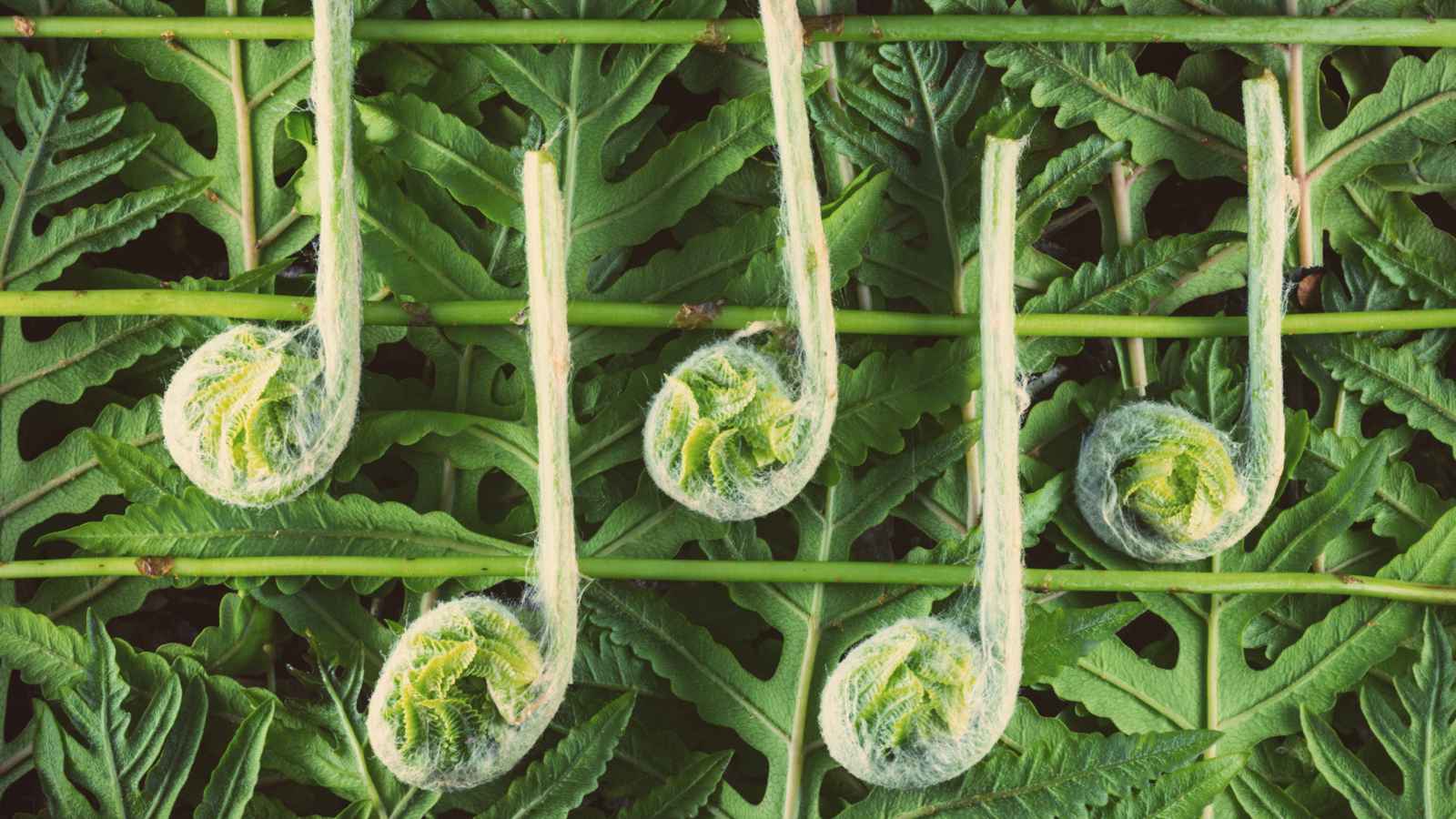 دراسة جديدة: الموسيقى تؤثر في نمو النباتات