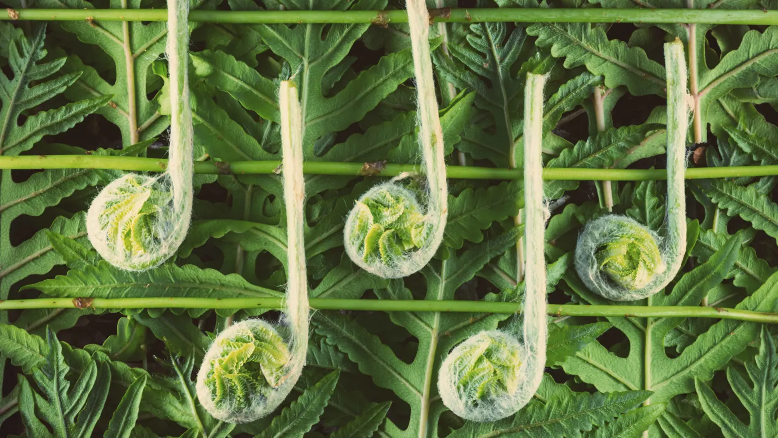 دراسة جديدة: الموسيقى تؤثر في نمو النباتات