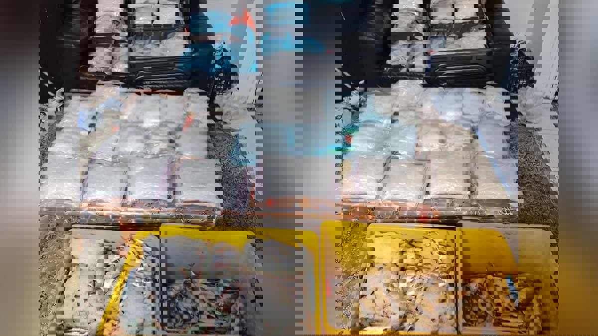 الإمارات.. ضبط 38 كيلوغراما من "الكريستال" داخل أحشاء أسماك