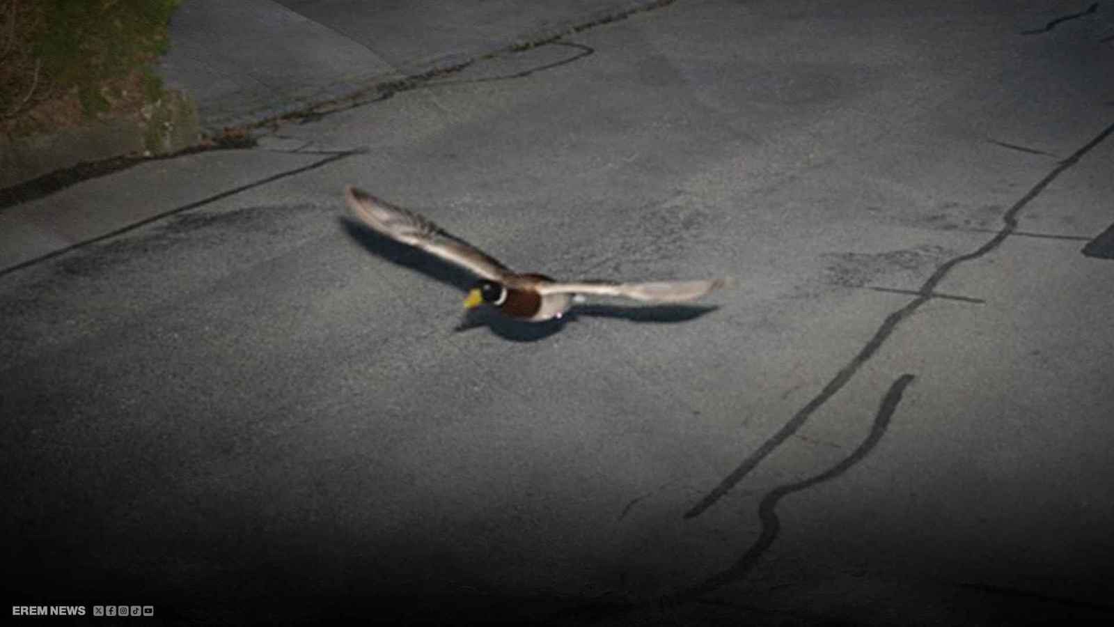 "سرعة زائدة".. مخالفة سير لبطّة سويسرية (فيديو)