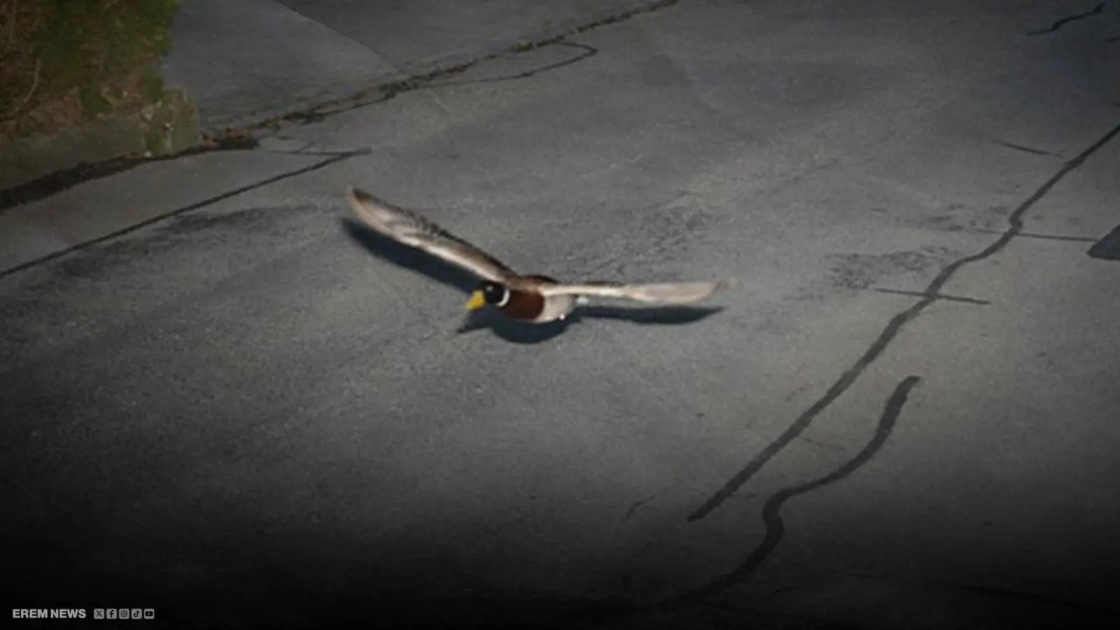 "سرعة زائدة".. مخالفة سير لبطّة سويسرية (فيديو)