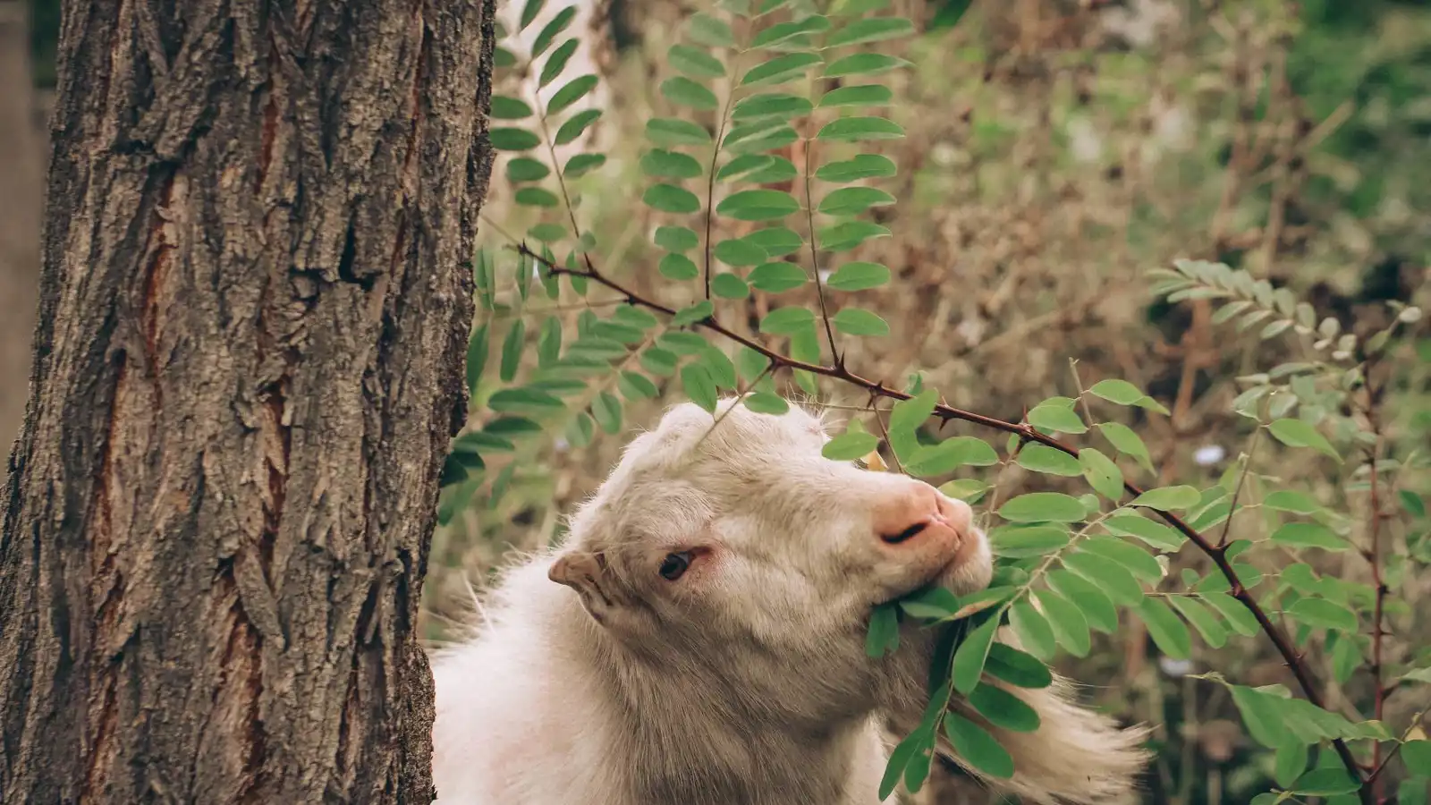 هل تتألم الأشجار عند أكل أوراقها؟.. إليك ما تكشفه الدراسات