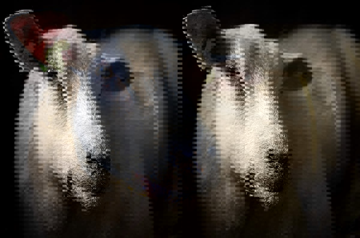 الصين تحظر الحيوانات المجترة من العراق بسبب "اللسان الأزرق" (فيديو)