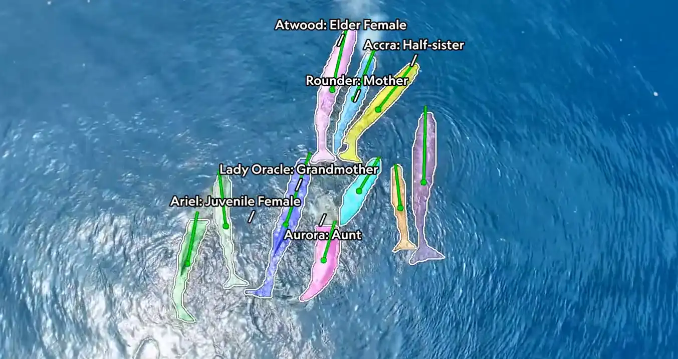 الحيتان حول الأم