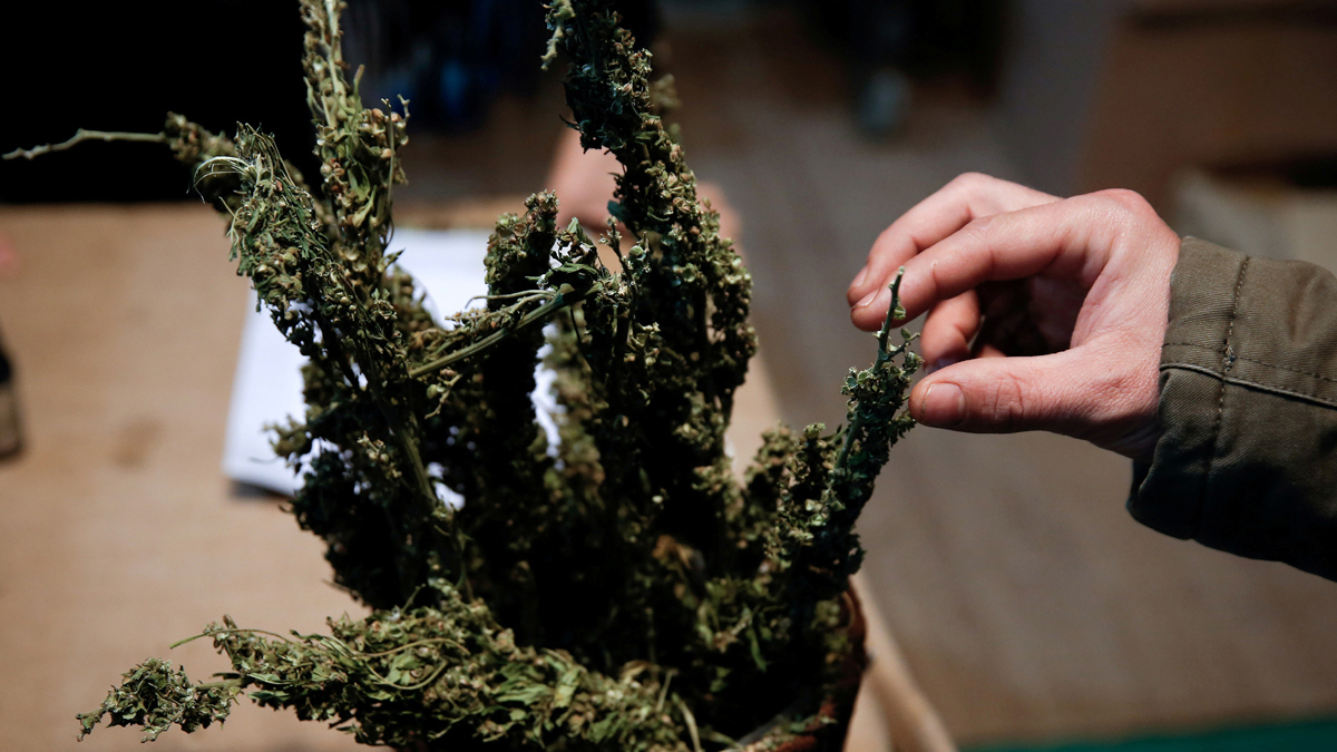 المغرب.. هل تتجه حكومة العثماني إلى تقنين زراعة الحشيش؟