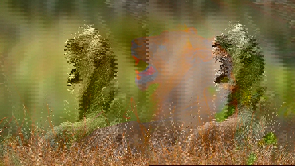 مقتل أسود هاربة "زرعت الرعب" في مقاطعة جنوب إفريقية