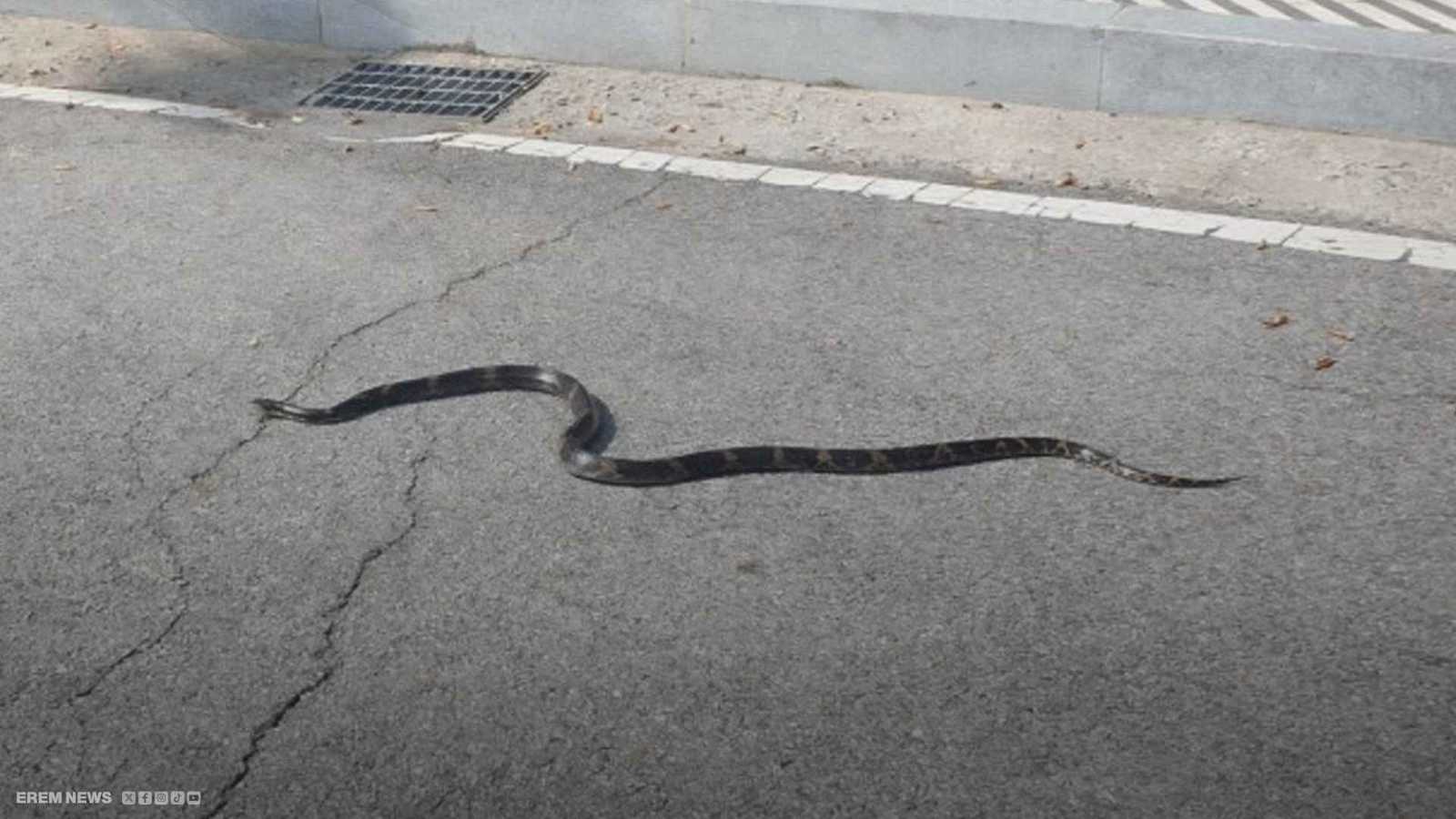 غزو الثعابين في طبريا