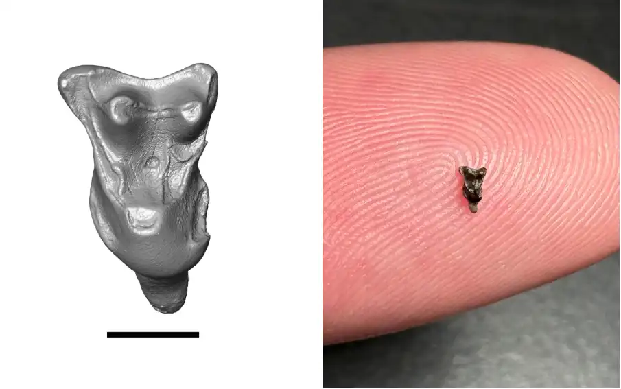 من الأسنان المكتشفة