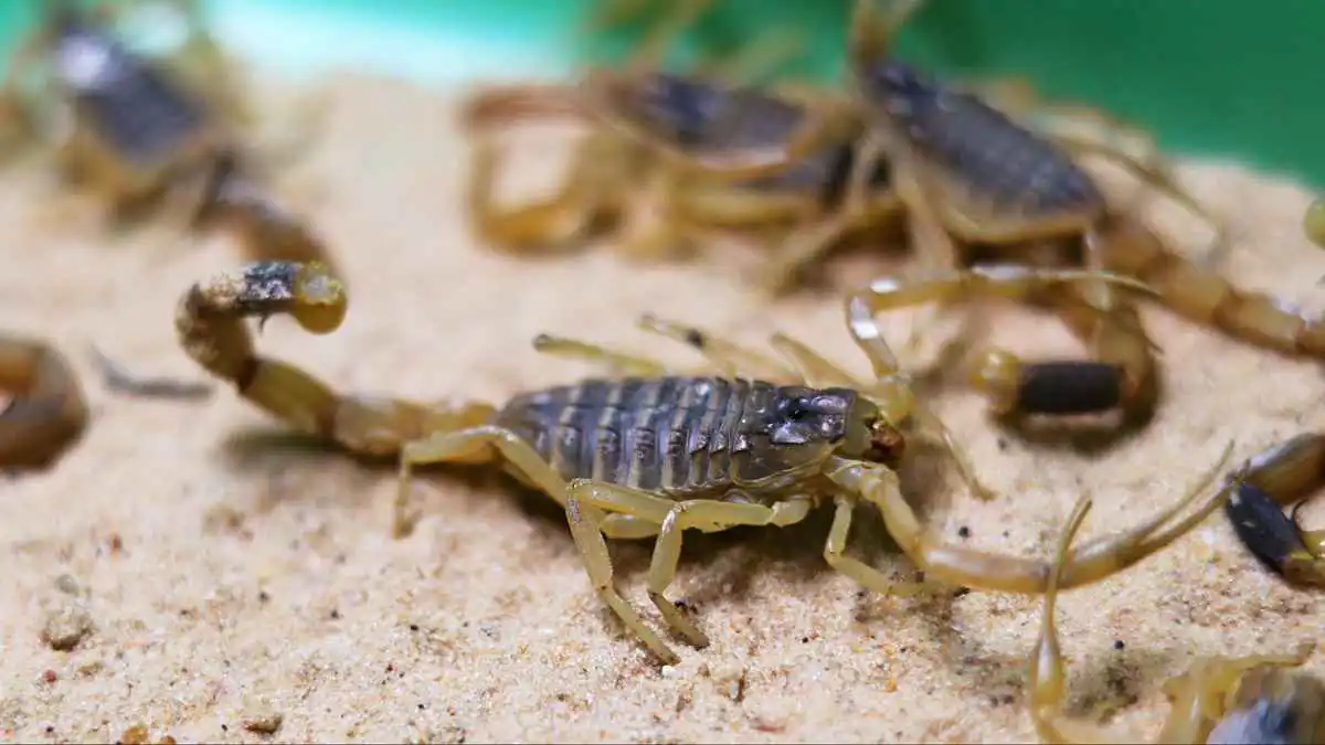 مصر.. العقارب تلدغ 8 في "الوادي الجديد" لهذا السبب