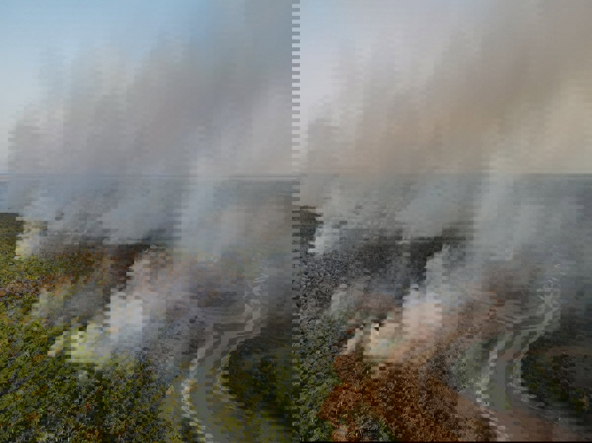 تحذيرات من اختفاء أكبر غابة مدارية مطيرة في العالم‎